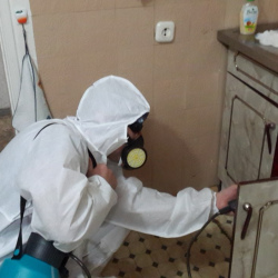 Дезинфекция от муравьев в квартире в Сясьстрое
